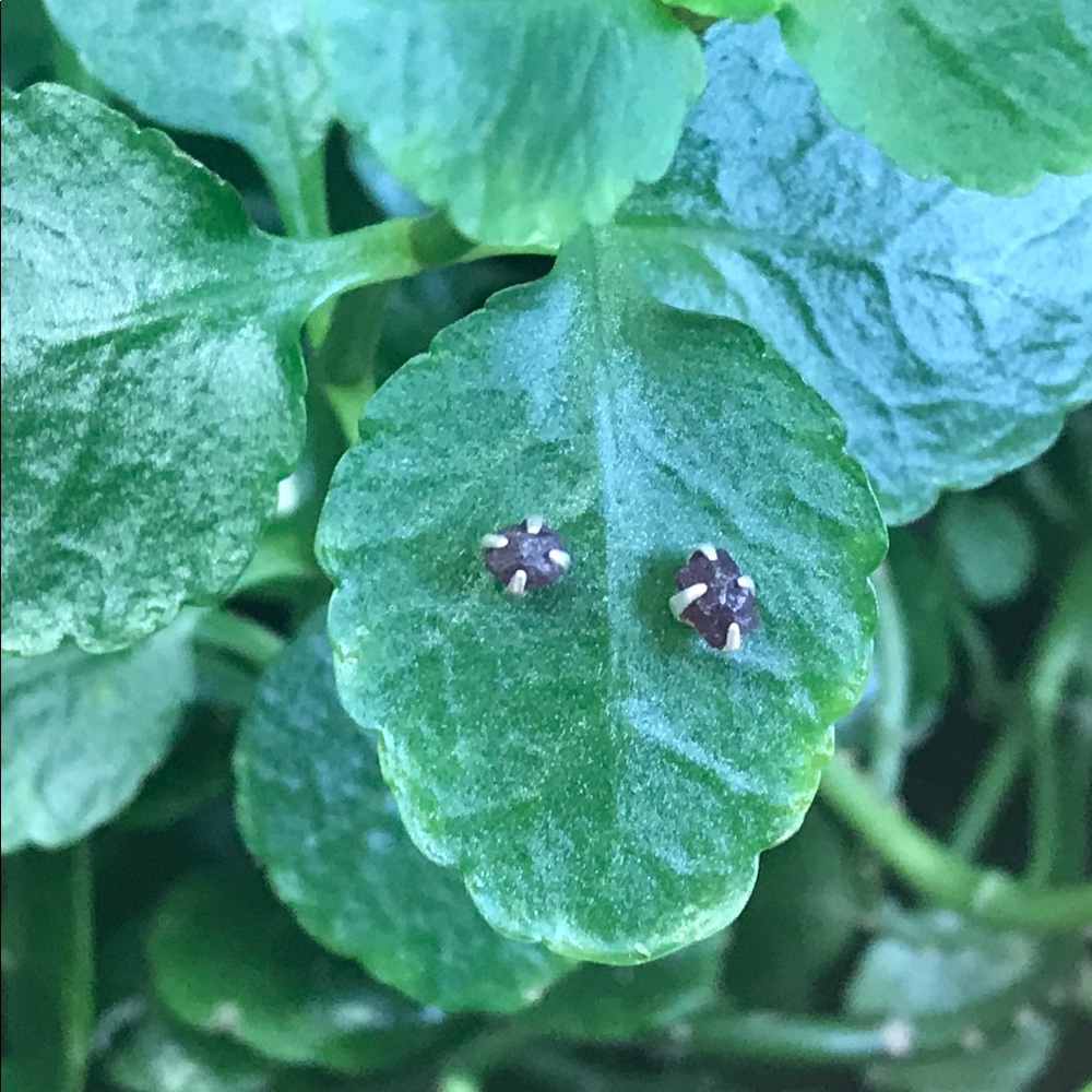 Small Garnet Rustic Studs